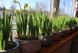 Śniadanie Wielkanocne (7)